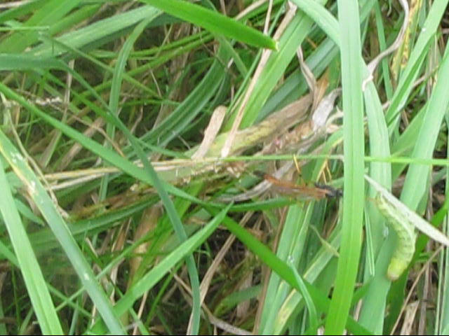 Sphecidae? No. Ichneumonidae